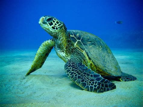 Digital Aquarium: Turtles of the Caribbean Digital Aquarium: Turtles of the Caribbean-watch