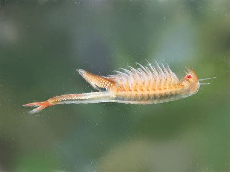 Fairy Shrimp Fairy Shrimp-watch