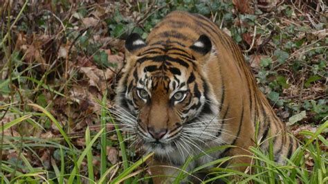 Ein Tag im Frankfurter Zoo-watch