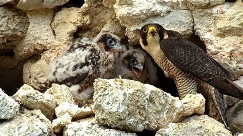 Terra Mater: Der Plattensee - Ungarns Wasserwildnis-watch