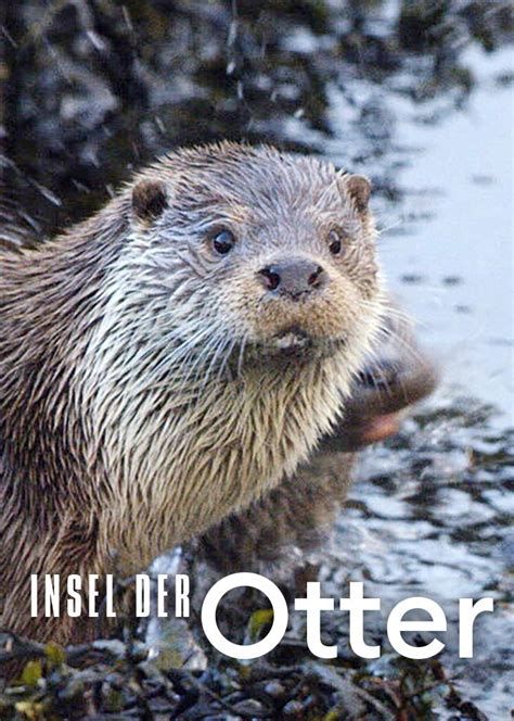 The Shetland Otters-watch