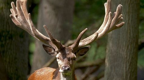 Erlebnis Erde: Tausend Moore, hundert Seen und ein Wald - Naturwunder Schorfheide-watch