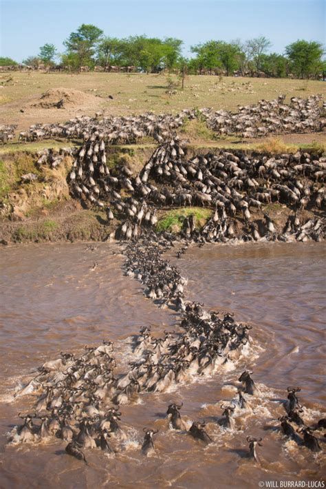 Serengeti River Crossing-watch