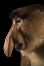 Clown of the Jungle: The Proboscis Monkey of Borneo-watch