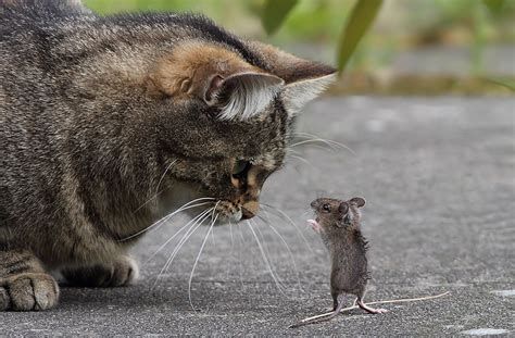 Maus und Katz Maus und Katz-watch