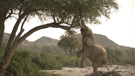 Namibia’s Desert Kingdom-watch