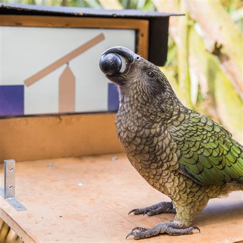 Kea: The Smartest Parrot-watch