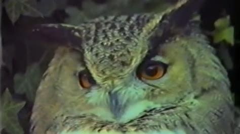 An Owl Is an Owl Is an Owl-watch