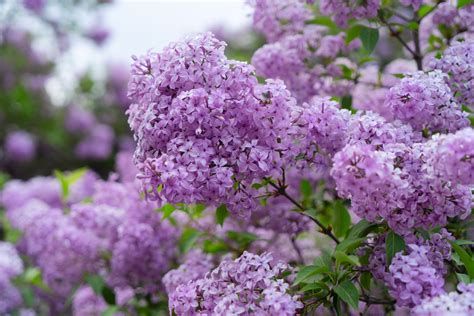 Where Do Lilacs Come From-watch