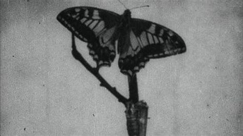 The History of a Butterfly: A Romance of Insect Life-watch