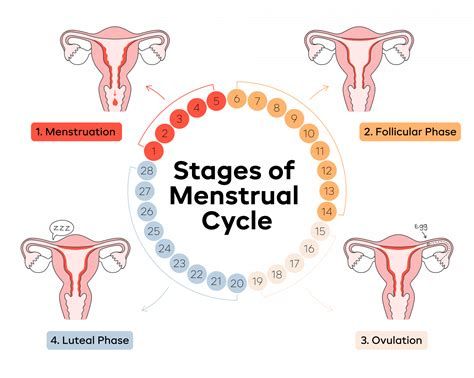 Period: The End of Menstruation-watch