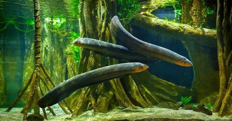 Electric Eel Electric Eel-watch