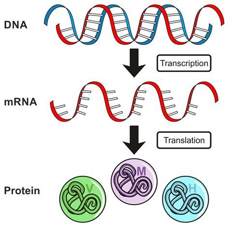 The Central Dogma: From Genomic Information to Protein Synthesis The Central Dogma: From Genomic Information to Protein Synthesis-watch
