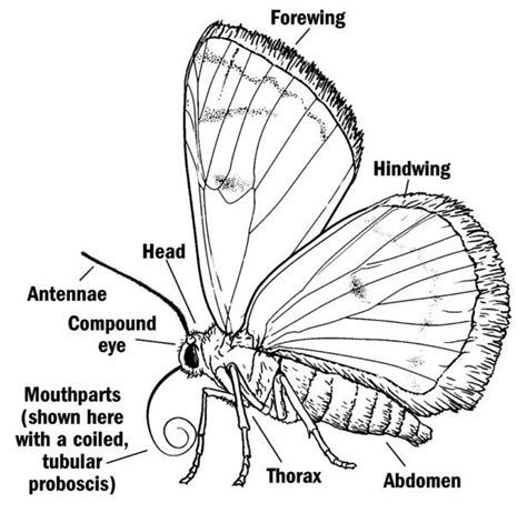 Anatomy of a moth-watch