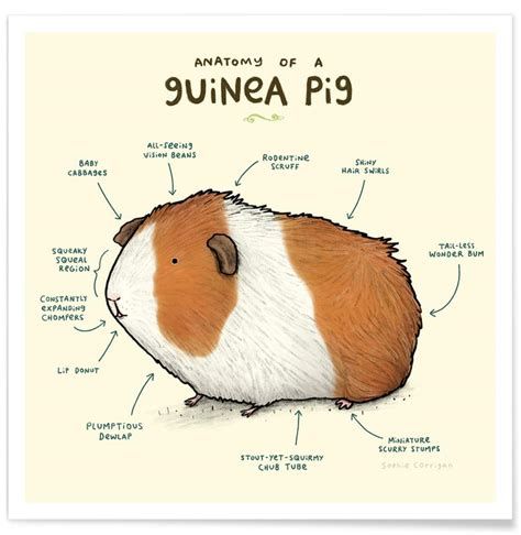 I Guinea Pig-watch