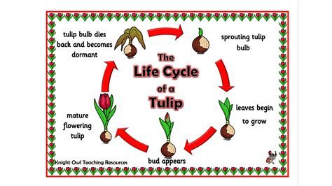 Life of Tulip-watch