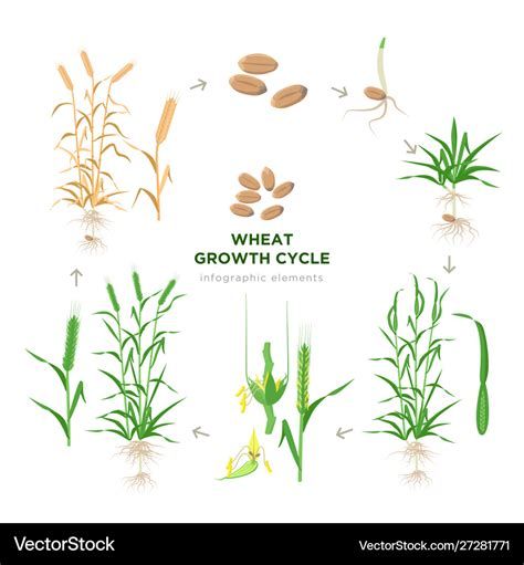 Wheat Cycle-watch