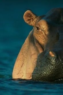 Wild Gabon-watch
