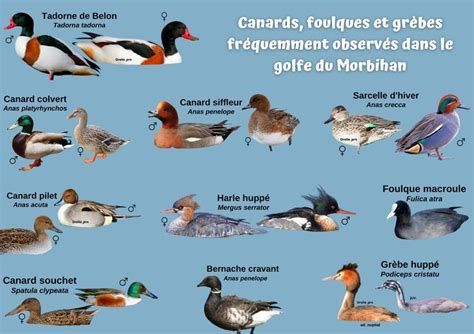 Les Canards sont déconfits Les Canards sont déconfits-watch