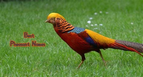 The Best Secret Agent Part 3: Golden Pheasant Heart-watch