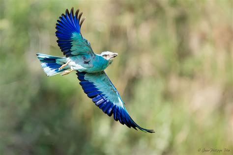 L'Europe à vol d'oiseau-watch