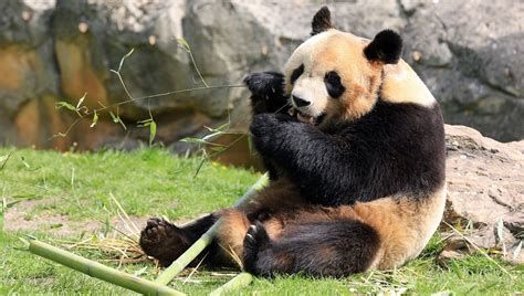 Panda, né pour être libre Panda, né pour être libre-watch