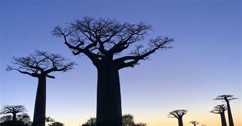 Madagascar: Les Bons Génies de la Forêt-watch