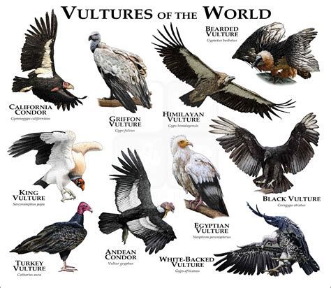 9 Days of the Vulture 9 Days of the Vulture-watch