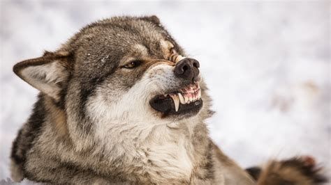 Wolves' Roar Wolves' Roar-watch