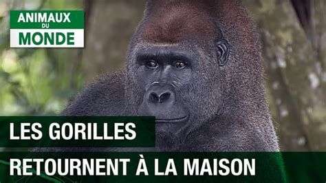 L'incroyable aventure du gorille Mabeke