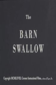 The Barn Swallow 