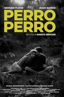Perro perro-hd