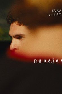 pansies-hd