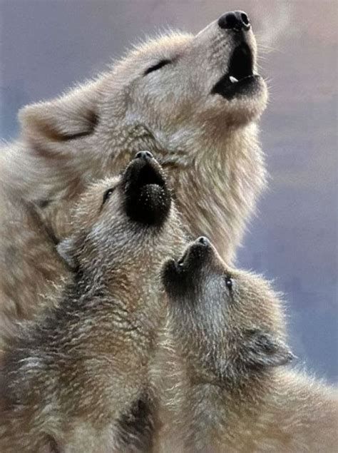 L'Enfant des loups - La peau de la louve