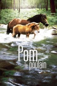 Pom, le poulain 