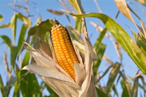 OGM, vers une alerte Mondiale