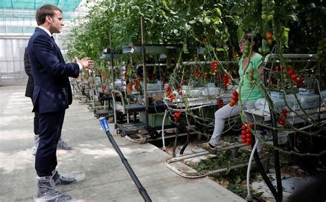 Les tomates voient rouge
