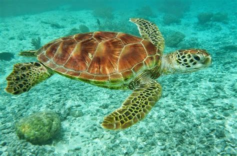 Glorieuse, l'île aux tortues vertes
