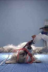 Animals Under Anaesthesia: Speculations on the Dreamlife of Beasts 