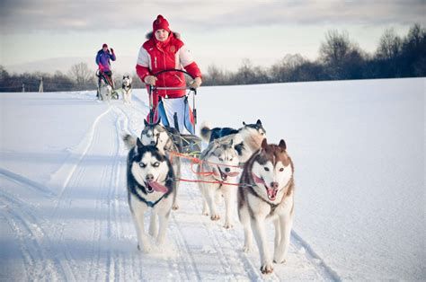 Chien de traîneaux, Chiens de trappeurs