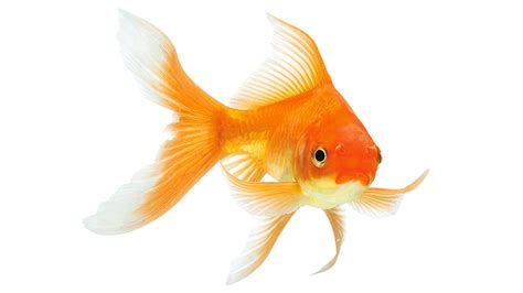 Le Poisson rouge