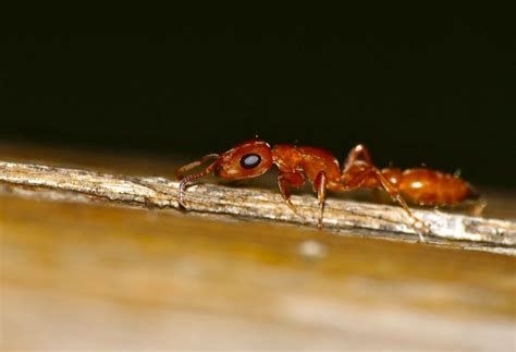 Les Secrets de la jungle d'Afrique - Les Fourmis