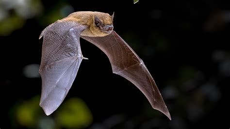 Gang de chauve-souris
