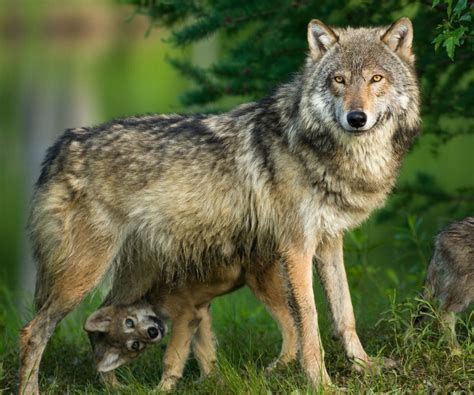 Les animaux sauvages de la campagne
