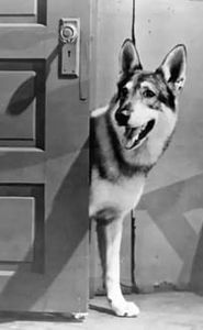 The Littlest Hobo movie